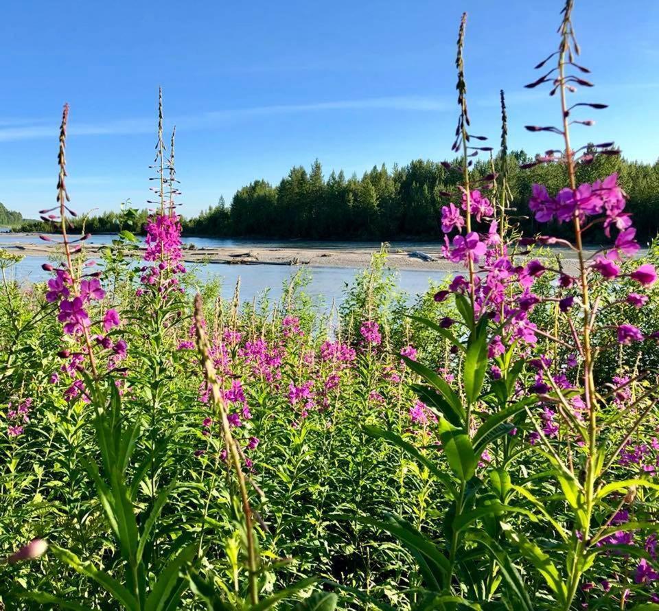 Susitna River Lodging, Suites Talkeetna Eksteriør billede